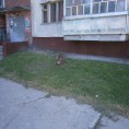 ИНФОРМАЦИЯ ДЛЯ ЖИТЕЛЕЙ  многоквартирного дома по адресу: ул. Горького, д. 37